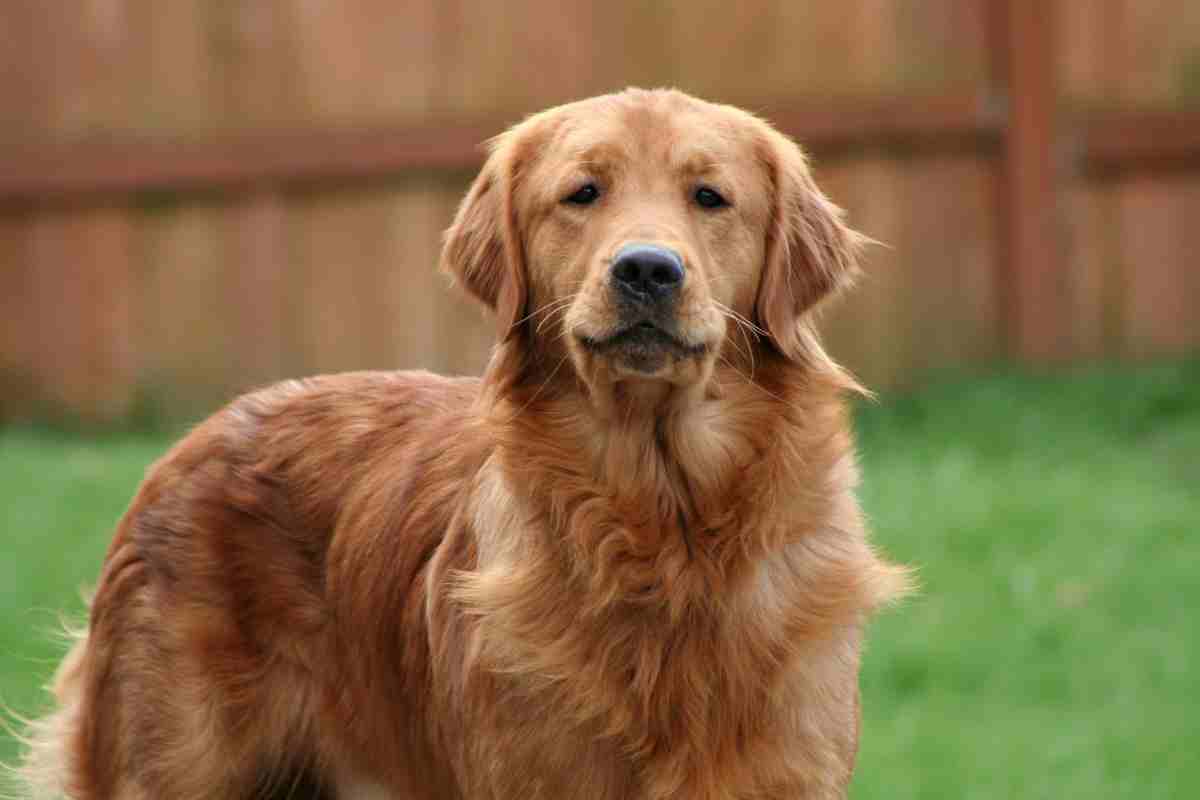 Golden Retriever