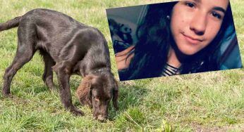 La storia del cane Jageer: è stato lui a trovare Giulia Cecchettin