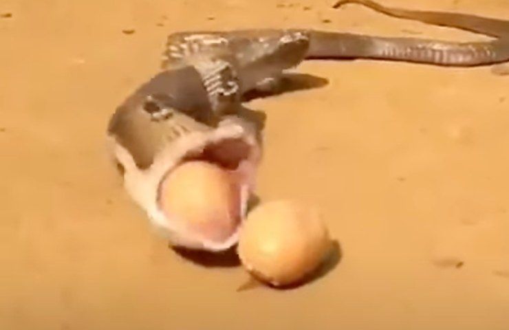Il serpente che rigetta le uova dalla bocca