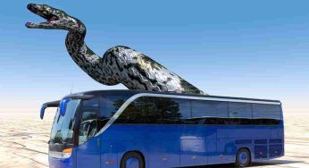 Titanoboa: il serpente più grande al mondo, lungo quanto un autobus
