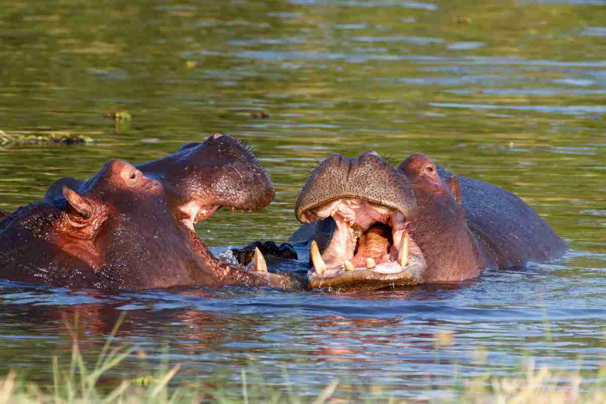 Il morso di un ippopotamo può essere letale