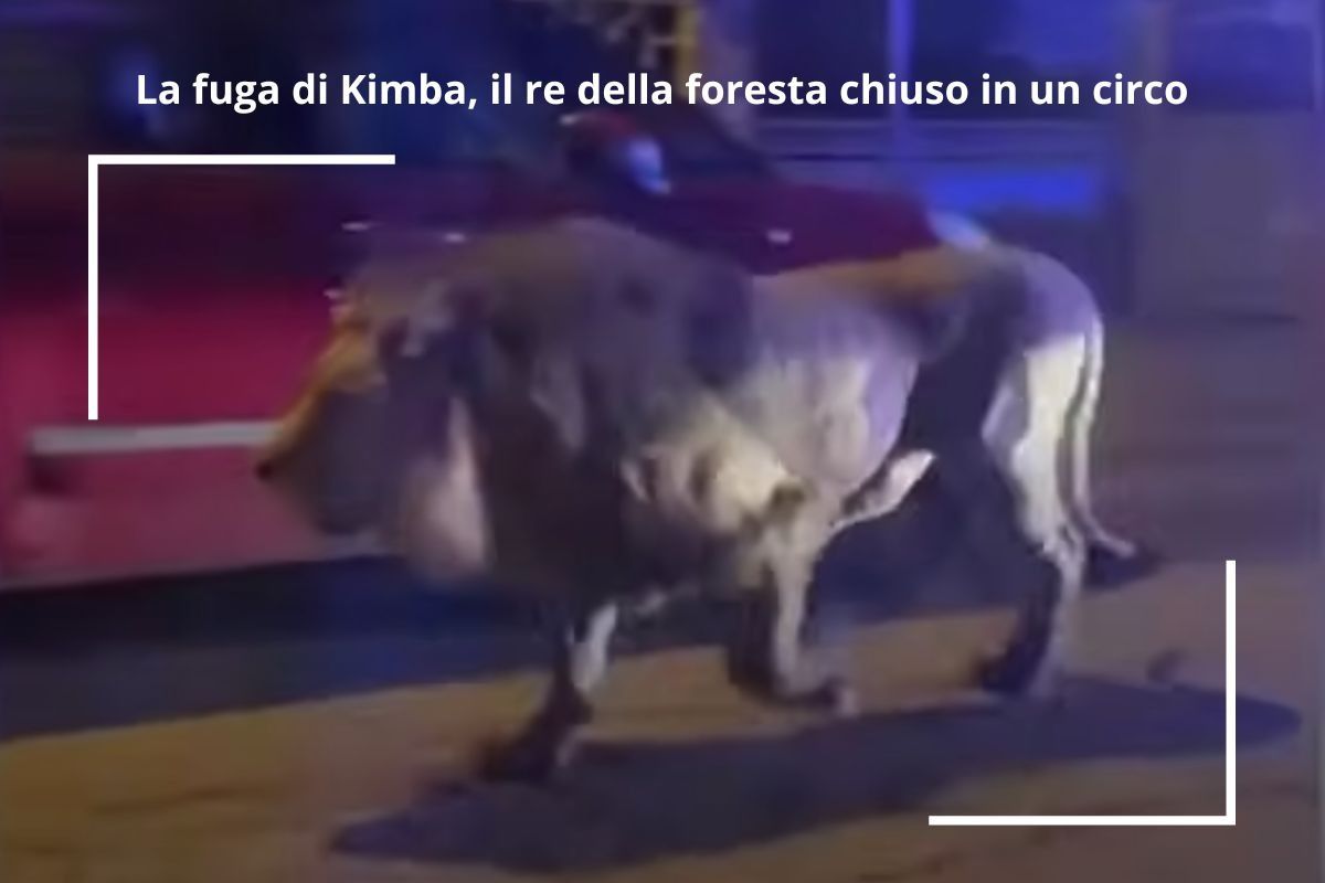 La fuga di Kimba, il re della foresta chiuso in un circo