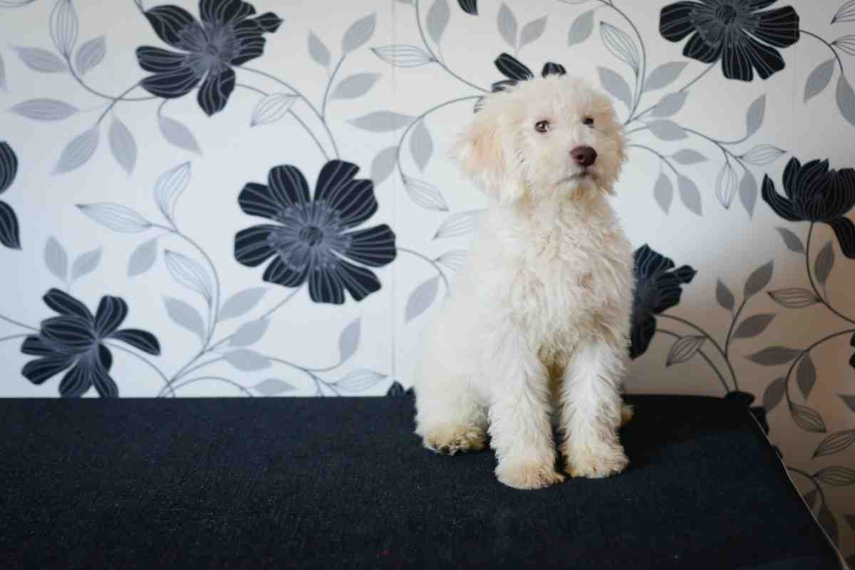 Lagotto Romagnolo