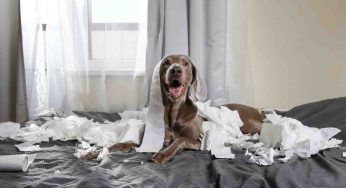 Quali sono i migliori cani di taglia media da tenere in appartamento