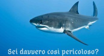 Nuota a pochi metri dallo squalo bianco: perché non lo attacca? La risposta è sorprendente – VIDEO