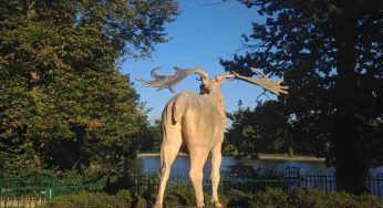 Animali con le corna: il vero gigante è proprio lui…