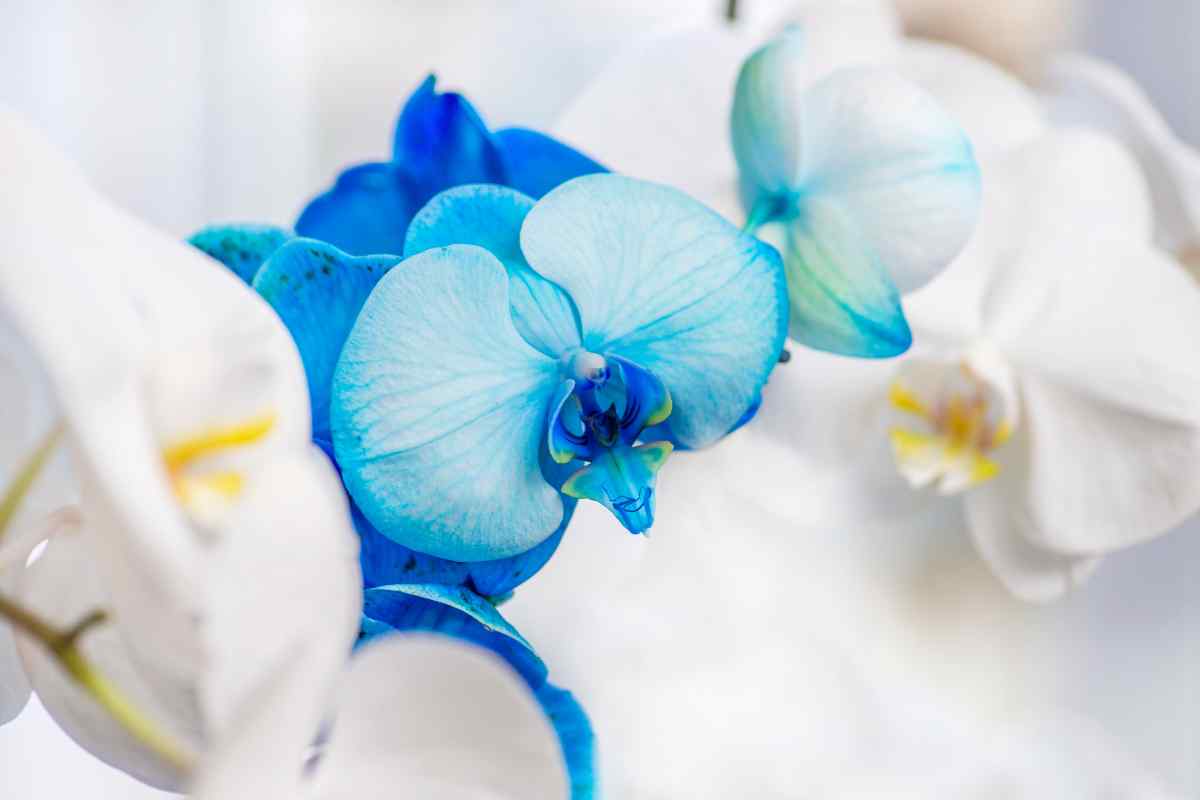 Orchidea blu