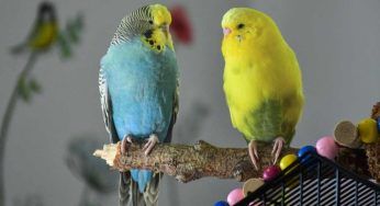 Quanto vivono i pappagalli in casa? Prima di acquistarli lo devi sapere
