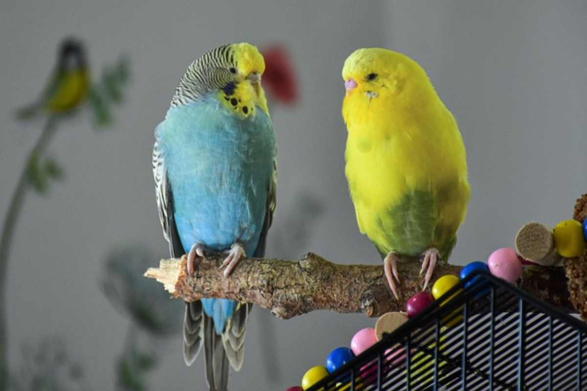 Quanto vivono i pappagalli in casa