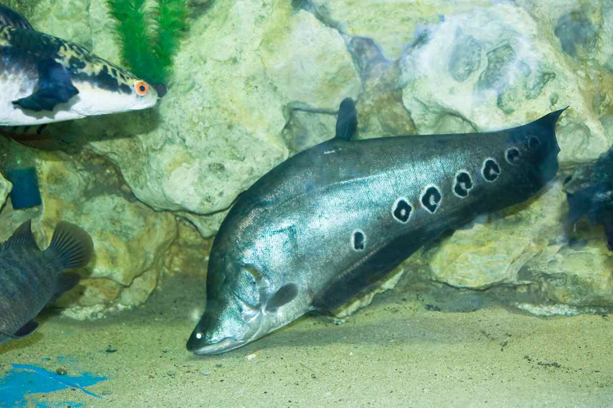 Pesce coltello fantasma