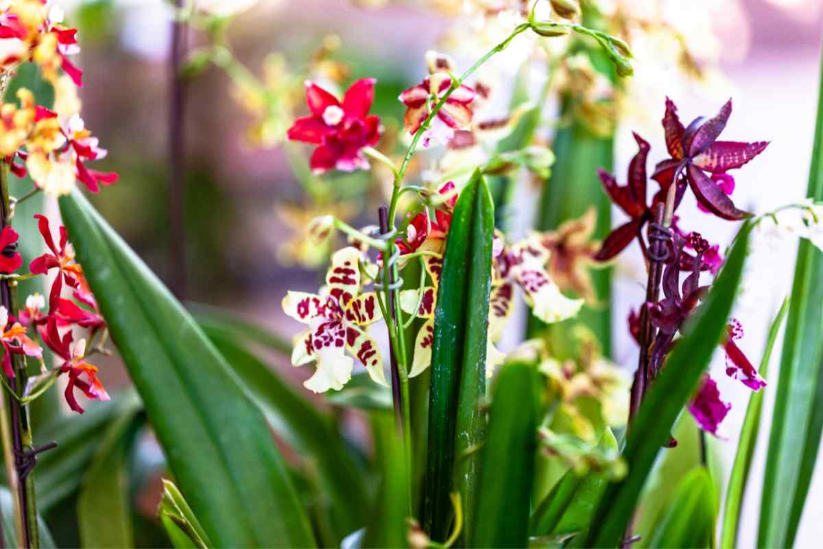 Piante da interno con fiori