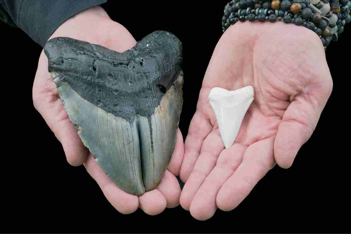 dente megalodonte