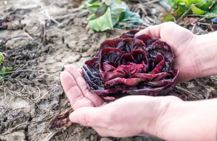 Radicchio in orto