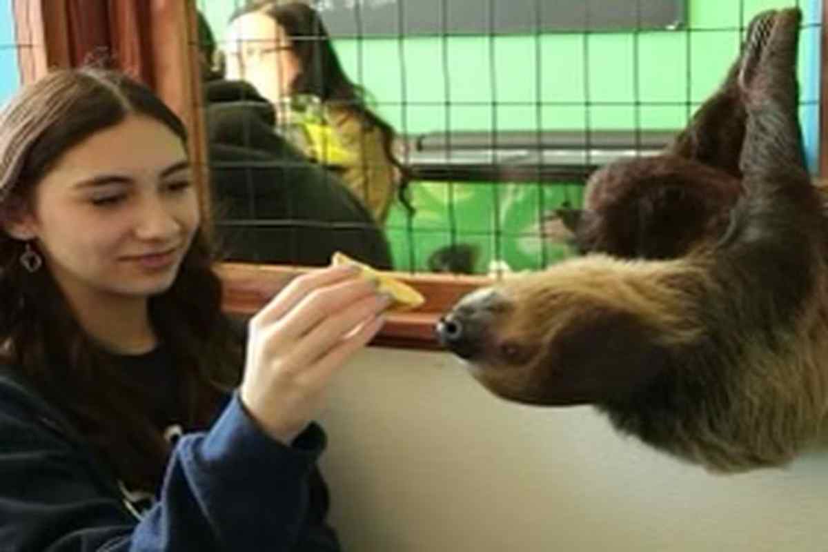 Ragazza attaccata da un bradipo