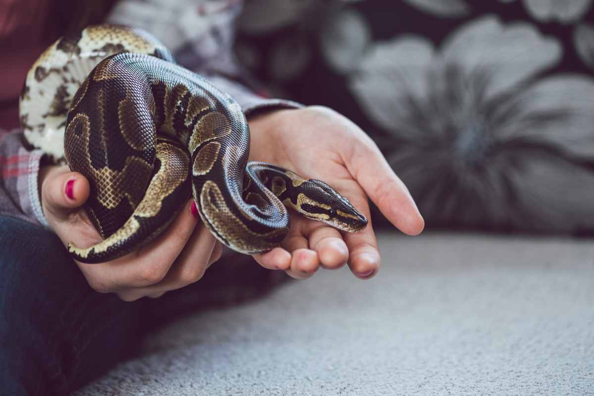 Serpenti più grandi e velenosi