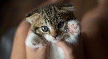 Spara a un gatto e lo fa sbranare dai cani: choc in Italia – VIDEO