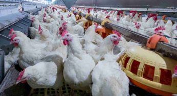 Strage di polli a Fileni: morti 240mila esemplari durante un furto