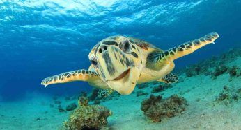 La tartaruga morta in maniera orribile: “Prima ha giocato col cibo” – VIDEO