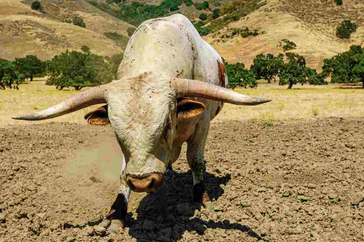 Le corna del toro possono essere delle armi letali