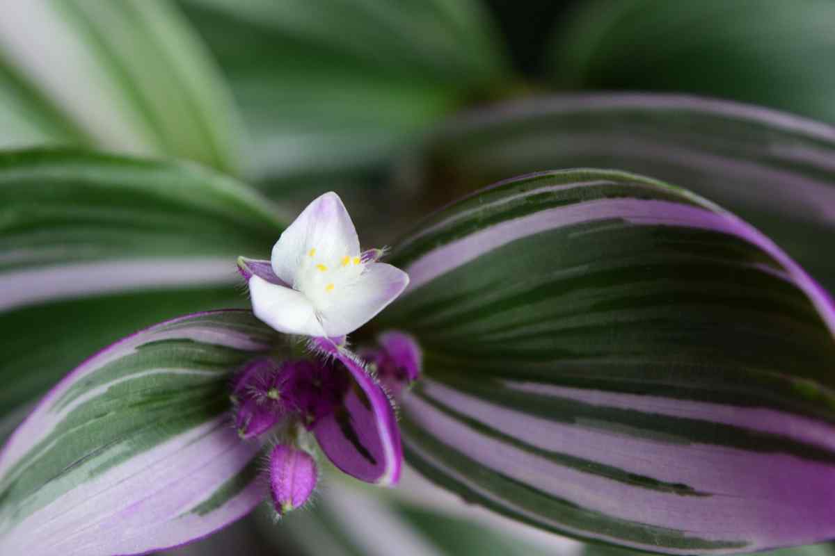 Tradescantia Nanouk