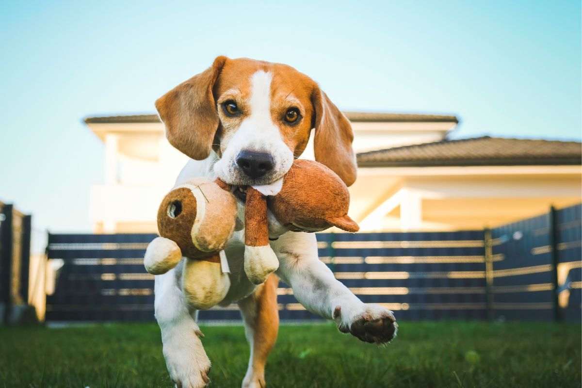 Un beagle gioca in giardino