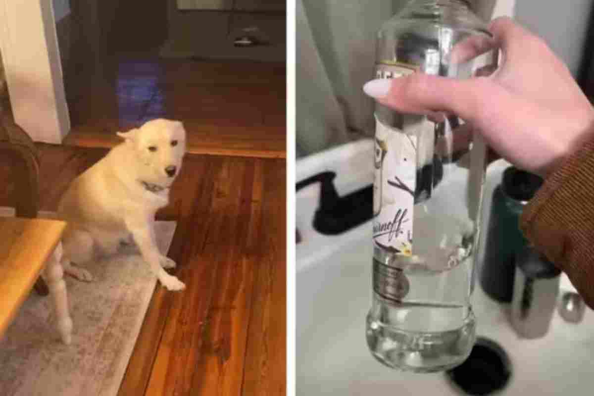 Una donna torna a casa e trova il suo cane ubriaco