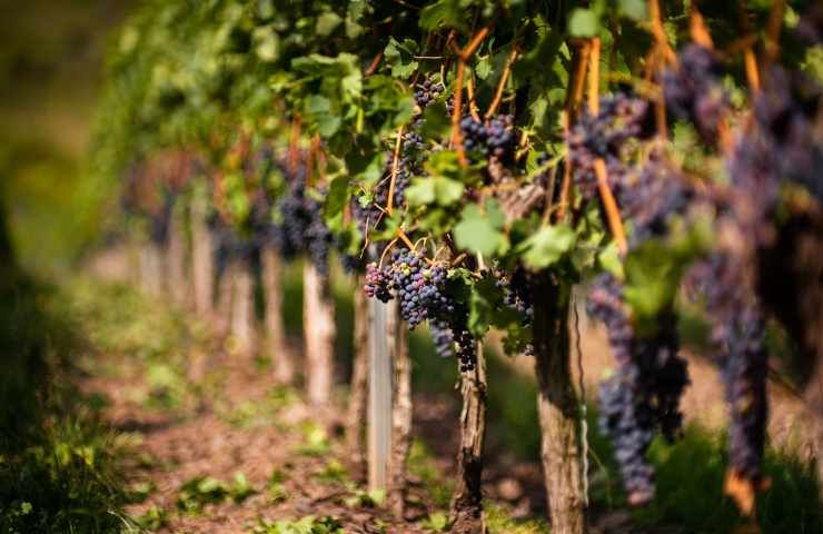 aumento temperatura globale rischi produzione vinicola
