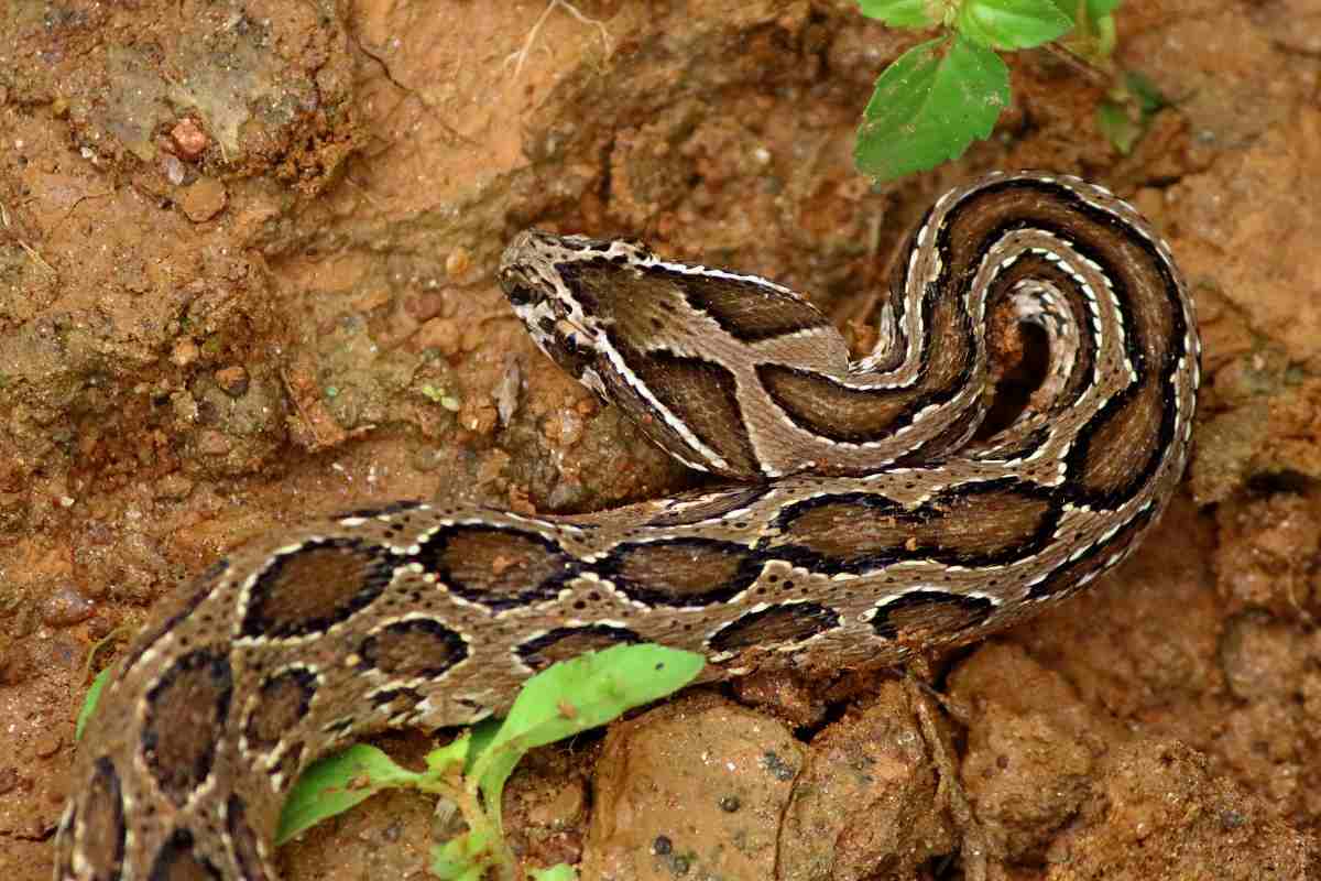 Vipera di Russell