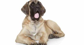Le dieci razze di cane più grandi al mondo: ha vinto Zorba