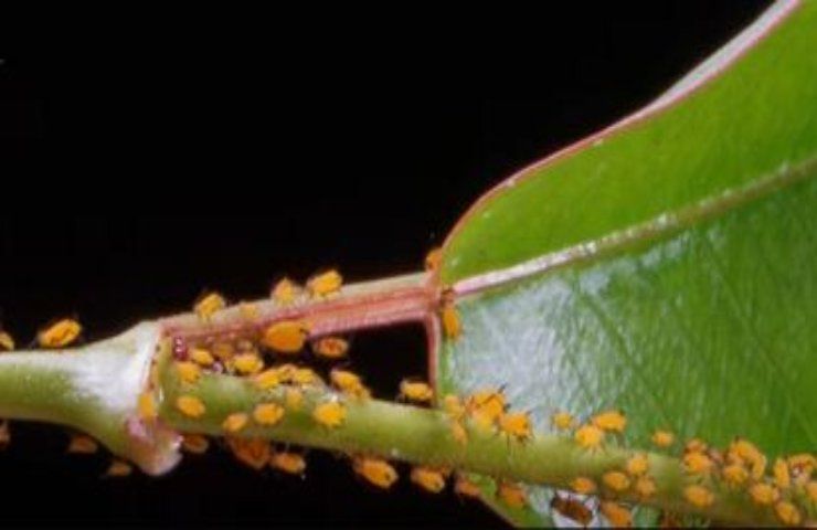 Cocciniglie, parassiti e afidi repellente naturale