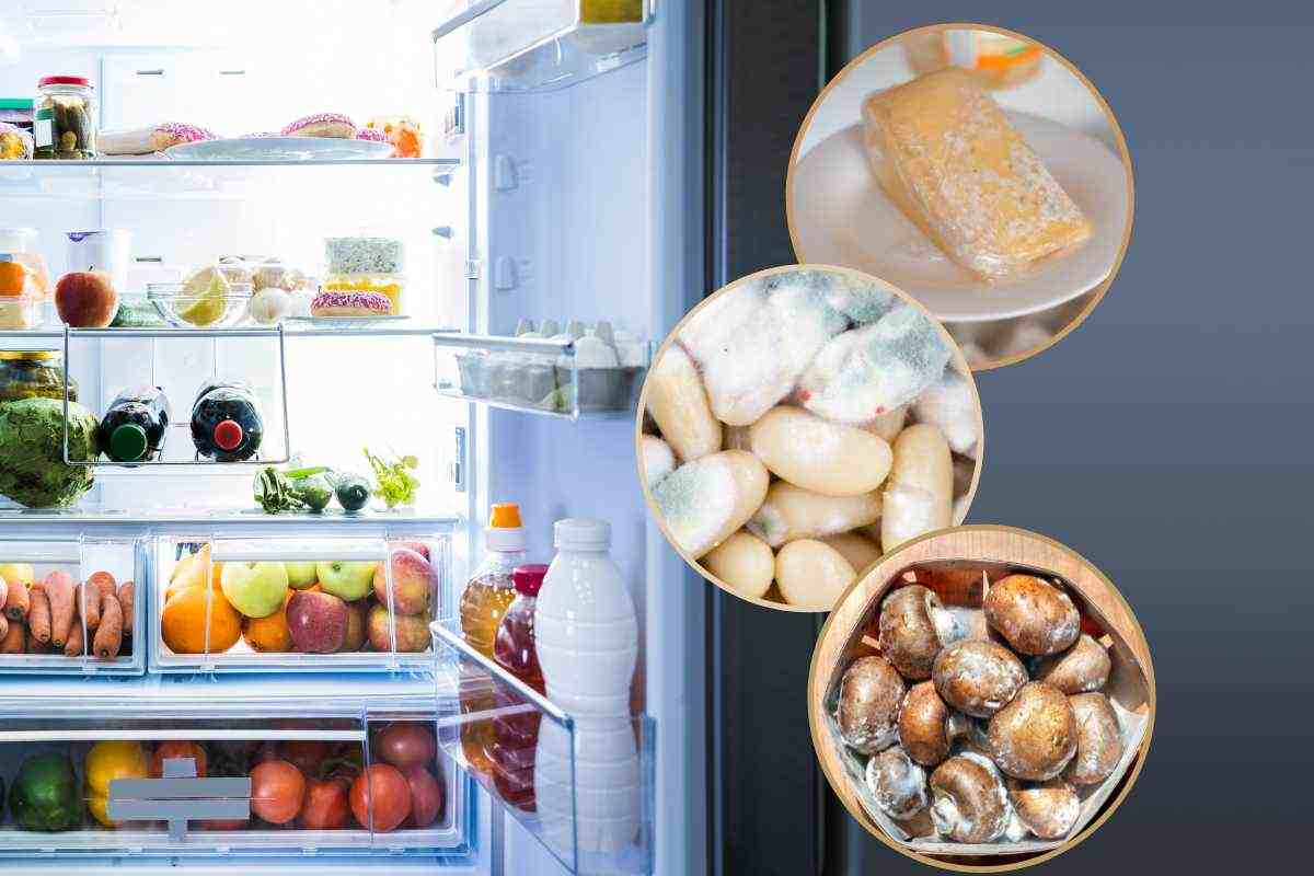 cibo frigo conservare