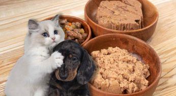 Cani e Gatti, in arrivo la carne coltivata: di cosa si tratta