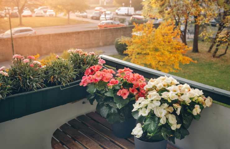 fiori di novembre