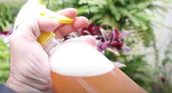 Cocciniglie, parassiti e afidi: non rappresenteranno più un incubo con questo prodotto