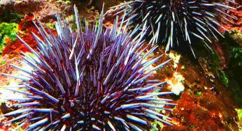 Ricci di mare, le spine sono velenose: che fare se ne schiacci uno