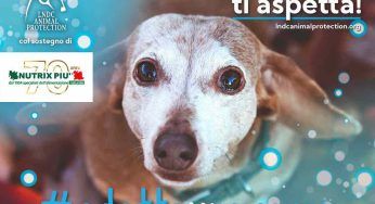 Se vuoi adottare un cane, perché non scegliere un “nonno”: la campagna della Lega Nazionale per la Difesa del Cane