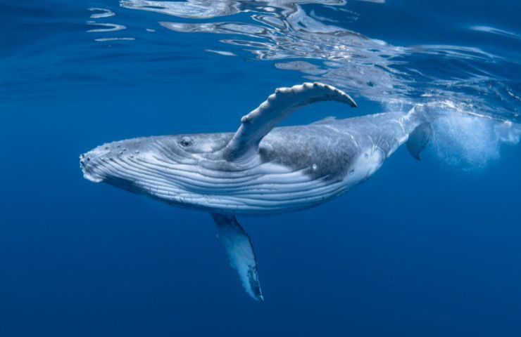 Balena nuota in mare