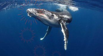 Gli scienziati utilizzano richiami registrati per “parlare” con una balena: il perché