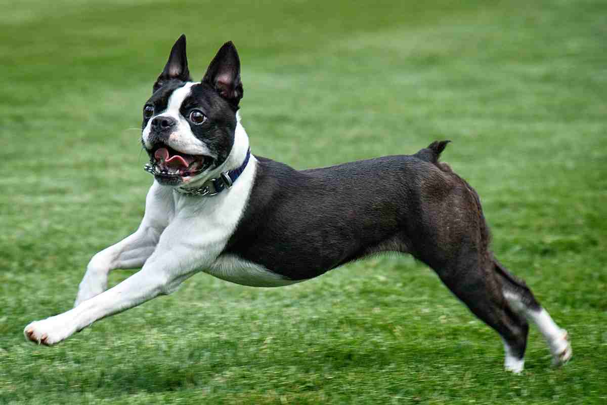 Boston terrier