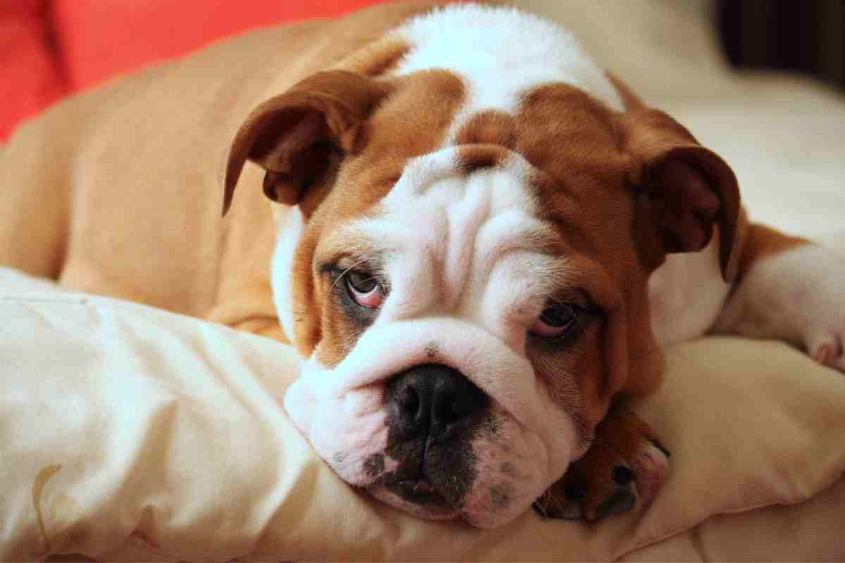 Bulldog inglese