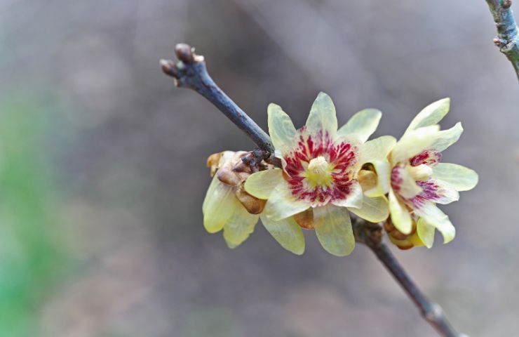 Chimonanthus pianta invernale