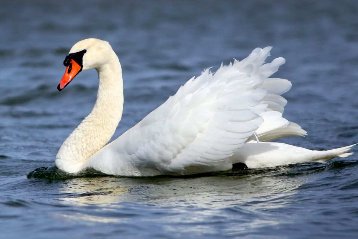 Cigno nel lago