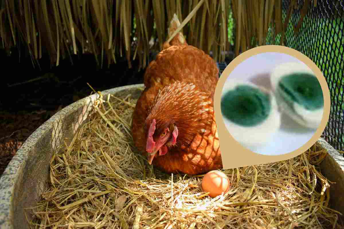 Gallina depone uova verdi