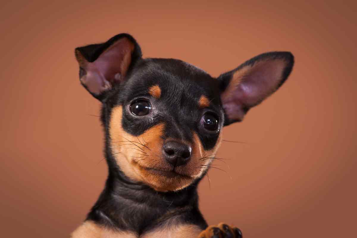 Il caso del pinscher