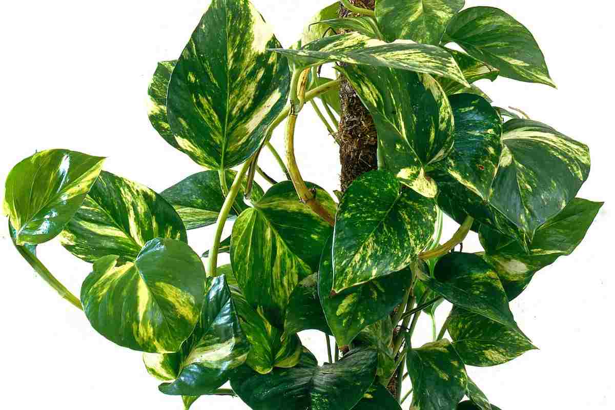 Il pothos rampicante