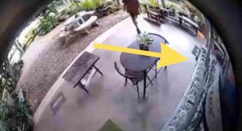 La tranquillità viene spazzata via dal panico: l’attacco è da infarto – VIDEO