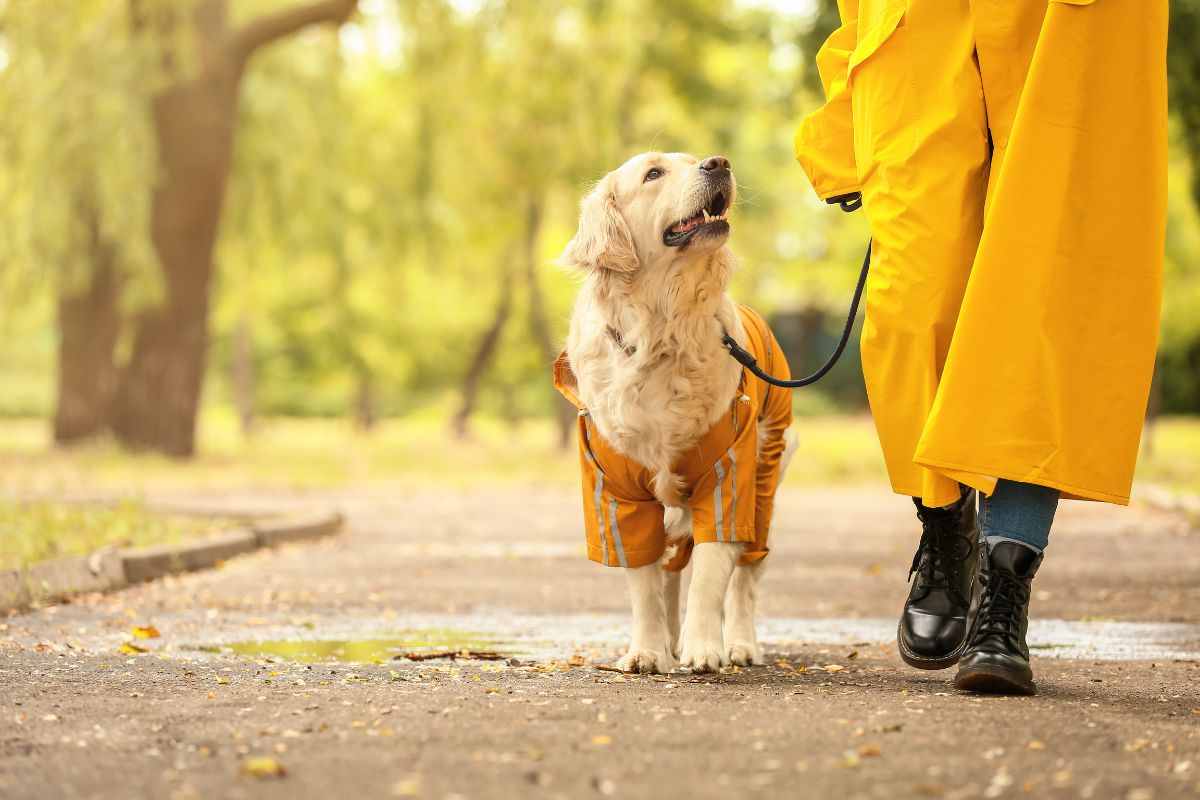 Passeggiata al parco insieme al cane