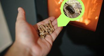 Pellet al bostrico, è pericoloso acquistarlo? La risposta che cercavi