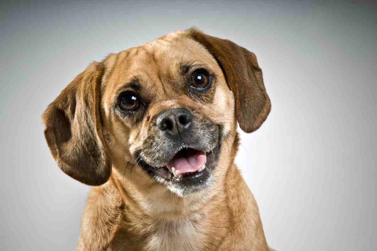 Puggle