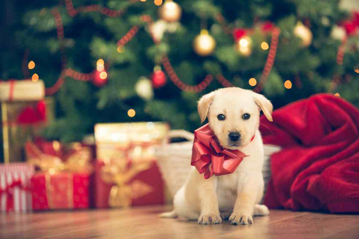 Qual è il nome corto più bello per un cane maschio